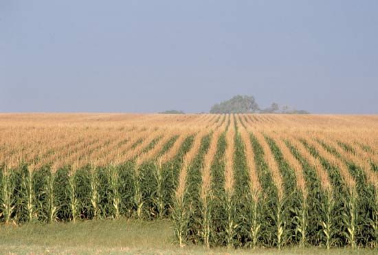 Nebraska Tasseled Corn Field