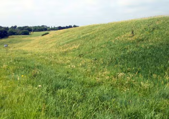 view of beautiful green grass on a healthy dam