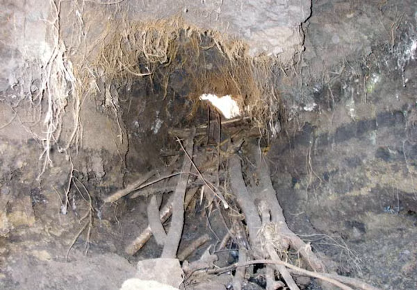 Looking inside a rodent hole in Lancaster County that extended from upstream to downstream, entirely through a dam